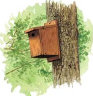 nestbox