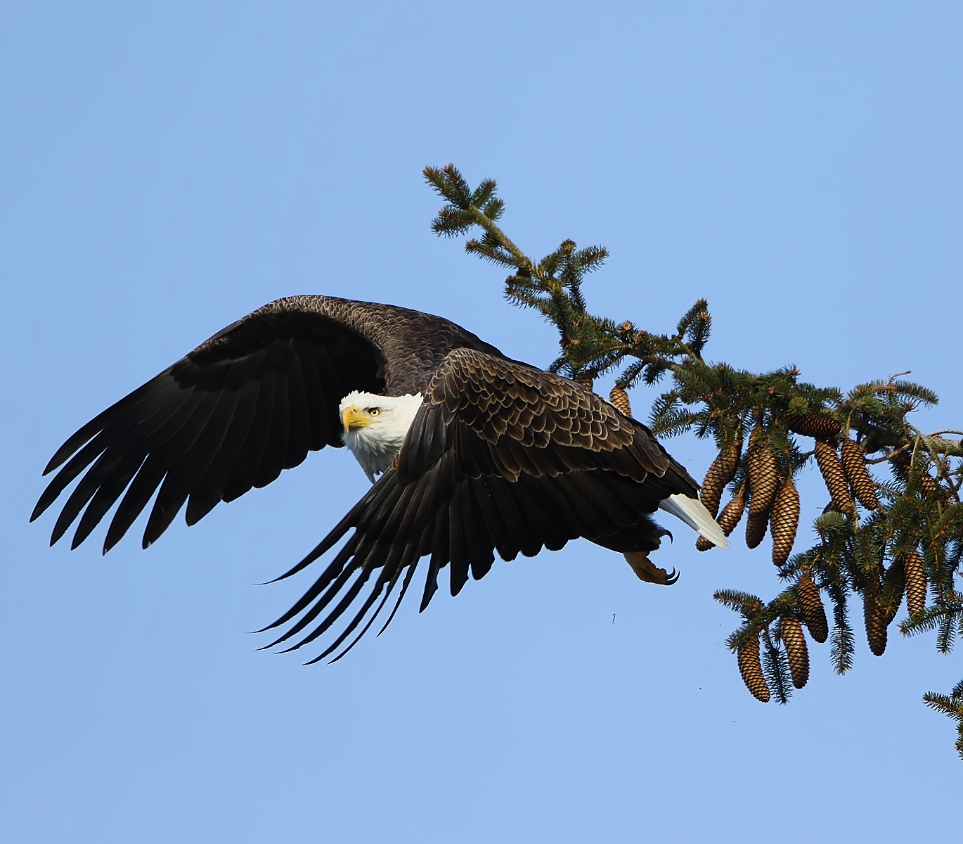 Bald Eagle Lift Off 2 2F5A1906