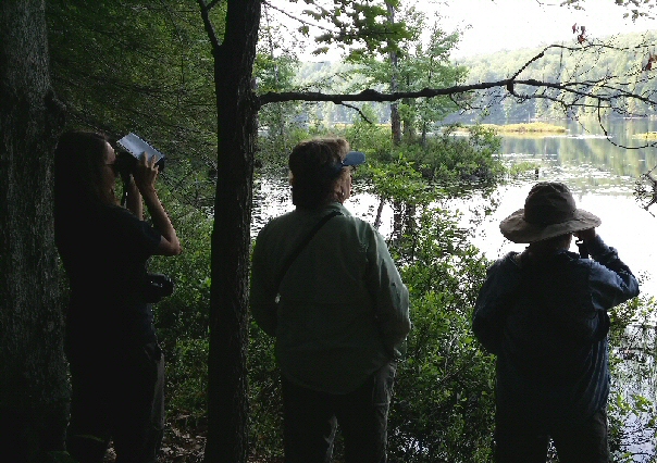 SAAS & ASCR Survey Birdson Former Prison Property
Members of Southern Adirondack Audubon and Audubon Society of the Capital Region recently completed a preliminary bird survey on a portion of the former Mt. McGregor prison lands, now a part of Moreau Lake State Park. The first bird we saw? A Common Loon on Lake Bonita! Other sightings included five warbler species, three flycatchers, and three thrushes. We saw many beautiful wildflowers and fungi also. Learn more about these 750 acres now open to the public at the Friends of Moreau Lake State Park.