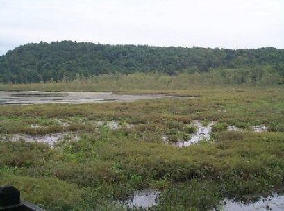 [Photo:  A view of the extensive south marsh]

As summer days pass and fall returns, songbirds will leave for winter homes and waterfowl will once again be the highlight of a trip to Carter's Pond. Swallows will gather over the water in large numbers, catching insects to fatten them for their long journey south; Red-winged Blackbirds will give an incredible show as they lift off in huge numbers, swirling in the fall sun, only to resettle and vocalize their restlessness to begin their flight south.

Migrating waterfowl will once again use the pond as a stopover on their journey south, and, as leaves fall and snow blankets the trail, Carter's Pond BCA will once again become a quiet place for a lovely winter walk.