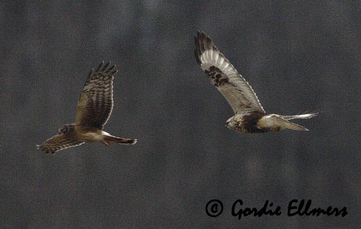 Northern Harrier (L)
and Rough-legged Hawk (R)