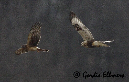 GErlha_noha Northern Harrier (L)
and Rough-legged Hawk (R)