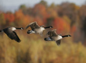 Time to Fly: All About Fall Migration by "Bird Diva" Bridget ButlerView Program