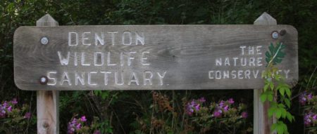 The Mildred Denton Wildlife and Bird Sanctuary, owned by the Nature Conservancy, is located on both sides of Rt.4 in the Town of Greenwich. The eastern parcel features walking trails varying in length from 1-3 miles, meandering through mixed hardwoods and swamp, stream, and forest habitats which offer varied birding opportunities. Spring wildflowers can be studied here as well, and periods of rainy weather will produce a variety of fungi. The property to the west of Rt.4 is mostly wetland, including river frontage and a small pond.

Directions

From the north, head south on Rt.4, 9.5 miles from the traffic light at the intersection of Rt. 197 and Rt.4 in the Village of Ft. Edward. The parking area is on the left. From the south, go north on Rt.4 from the Village of Schuylerville. After crossing the bridge over the Hudson River, proceed .5 mile to the parking area on the right. The wetland and river frontage is accessed by turning west onto River Rd. at the north end of the bridge over the Hudson.