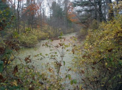 [Photo: This wetland and stream area provides habitat
 for many insect-eating birds.]
Birding the Denton trails
Spring is a very active time in these woods. In the open area at the beginning of the trail, listen for Yellow-throated Vireo, Rose-breasted Grosbeak, House Wren, Gray Catbird, Brown Thrasher, Blue-winged warbler, Eastern Towhee, Field Sparrow, and Indigo Bunting. As you explore the woods you will hear, and with patience, see, several flycatchers, such as Eastern Phoebe, Eastern Wood-Pewee, Least Flycatcher and Great Crested Flycatcher - the only flycatcher that nests in a cavity! Wood Thrush and Veery will both be found as you move deeper into the moist woods. Several warbler species can easily be found, such as Yellow, Yellow-rumped, Black-and-white, American Redstart, Ovenbird, and Common Yellowthroat. Other birds to listen for include Red-eyed Vireo, Warbling Vireo, Scarlet Tanager, and Chipping Sparrow. American Woodcock has been observed here as well.

During summer keep a lookout for Eastern Kingbird, Baltimore Oriole, Common Grackle, Red-winged Blackbird, and Brown-headed Cowbird. Be sure to take inventory of the swamps and streams for Great Blue Heron, Green Heron, Belted Kingfisher, Tree and Barn Swallow, and occasionally Blue-gray Gnatcatcher. Also, if approached discreetly, Wood Duck, Hooded Merganser, and Mallard can be viewed feeding in the swamps. Throughout the sanctuary listen for Red-tailed Hawk and both Black-billed and Yellow-billed Cuckoo. Turkey Vulture and Canada Goose can often be seen flying over and an occasional Killdeer will be found moving among the fields nearby.