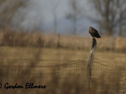 [Photo: A dark-phase Rough-legged Hawk takes advantage
of a fencepost on a local farm. ]