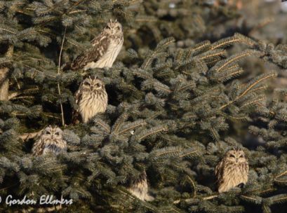 [Photo: Short-eared Owls roosting in an evergreen tree. ]