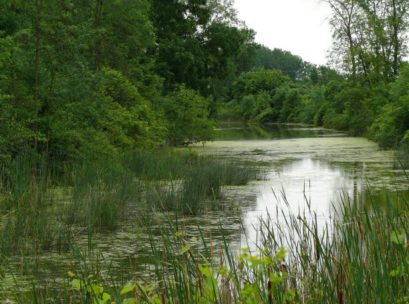 [Photo: Water levels are highest in Spring and following periods of
 heavy rain. Wood Duck, Green Heron, Belted Kingfisher, and Yellow-throated Vireo are just a few of the species
 that can be found here with regularity. ]
Our local "six-pack" of woodpeckers can all be found here, both cuckoos have been seen, twelve sparrow species and eighteen warblers have been found so far. American Bittern is seen regularly, as are Wilson's Snipe, both Alder and Willow Flycatcher, and Baltimore Orioles. Breeding Orchard Orioles have been present for several years; Green Herons love this area, and can often be seen perched in trees as well as stalking prey near the water. In May of 2012, three Black-crowned Night-Herons were seen - a first for this area - and have been seen intermittently since then. Carolina, House, and Marsh Wrens can all be found. The list can go on and on, but you get the idea! There are so many diverse species here that birding is great in the heat of the summer when other areas have gone quiet and lost their appeal.