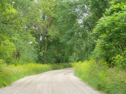 [Photo: Lush roadside vegetation provides great cover for many
 species of songbirds.]
One word of caution: Although the road is wide enough for two cars, be sure to park where another vehicle can safely see around you. There are many curves in the road and there is no posted speed limit! The only downside to the birding experience here is the large amount of trash that has been thrown in the canal. The Town of Kingsbury cleans the roadsides annually, and hopefully, with a greater "people presence" there will be less littering.

Now, head out there and enjoy the Towpath!

(We know this location hosts many species not yet observed, so if you have any
additions to this list, please send us the species name, your name, and the date the bird was observed. )