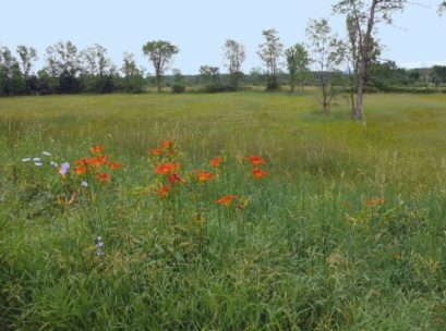 [Photo:Open fields bordering the road in some places can offer views
 of hawks, harriers, bobolinks, and sparrows.]