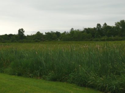 [Photo: An extensive cattail marsh supports Swamp Sparrow,
Marsh Wren and Virginia Rail.]

In addition to the old canal which supports ducks, herons, and water-loving songbirds, there are several different habitats that border the road. At the Hudson Falls end there is an open agricultural area, mid-way there is a huge cattail marsh, and wet woods border the Fort Ann end of the road. 
 The roadsides are edged by many species of shrubs and trees which offer important cover for nesting birds and food for migrants. Simply driving the road can yield a good list, but to really appreciate all the road has to offer, park in a safe place and walk a bit in the different habitats.