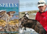Ospreys: The Revival
of a Global Raptor,
Alan Poole, Ph.D.
View Program