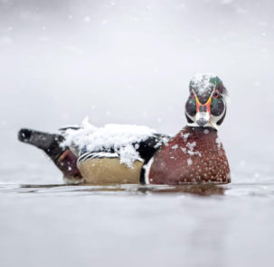 WoodDuck Wood Duck. Scott Suriano. 2018 Audubon Photography Awards