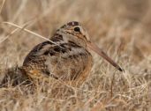 American Woodcock Ecology and Management in the Northeast
View Program