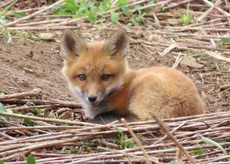 Red Fox kit. Photo: Rick Bunting