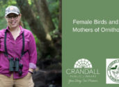 Female Birds and the  Mothers of Ornithology by "Bird Diva" Bridget Butler
View Program