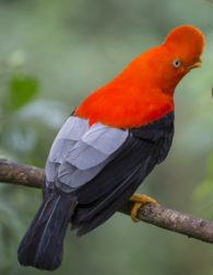 Andean Cock-of-the-Rock, Peru 2018. Credit: Dan Ion/Audubon Photography Awards
