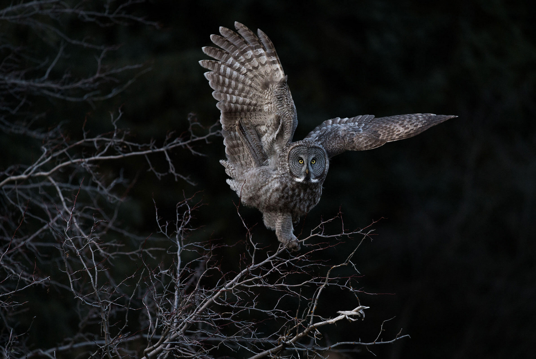 Great Gray Owl. Photo: Steve Mattheis/Audubon Photography Awards