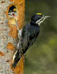 Black-backed Woodpecker. Photo by Photographer Warren Greene who will be presenting October 19 at Rockwood Falls Library.