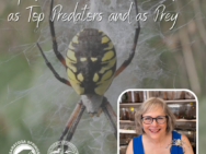 Audubon Spiders(1) (1)