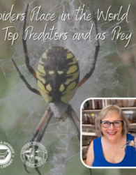 At 7:00 p.m. on Wednesday,
February 22 on Zoom, Dr.
Linda S. Rayor will present
“Spiders’ Place in the World
As Top Predators and As
Prey.” Register for the Zoom program at Saratoga Springs Public Library’s
site 
Register here.