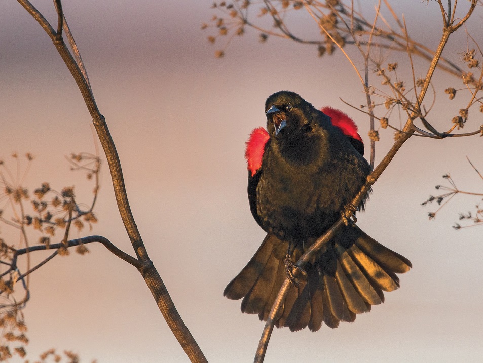 Red-winged Blackbird. Photo: Donald Quintana/Audubon Photography Awards
