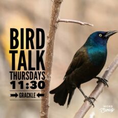 BirdTalk