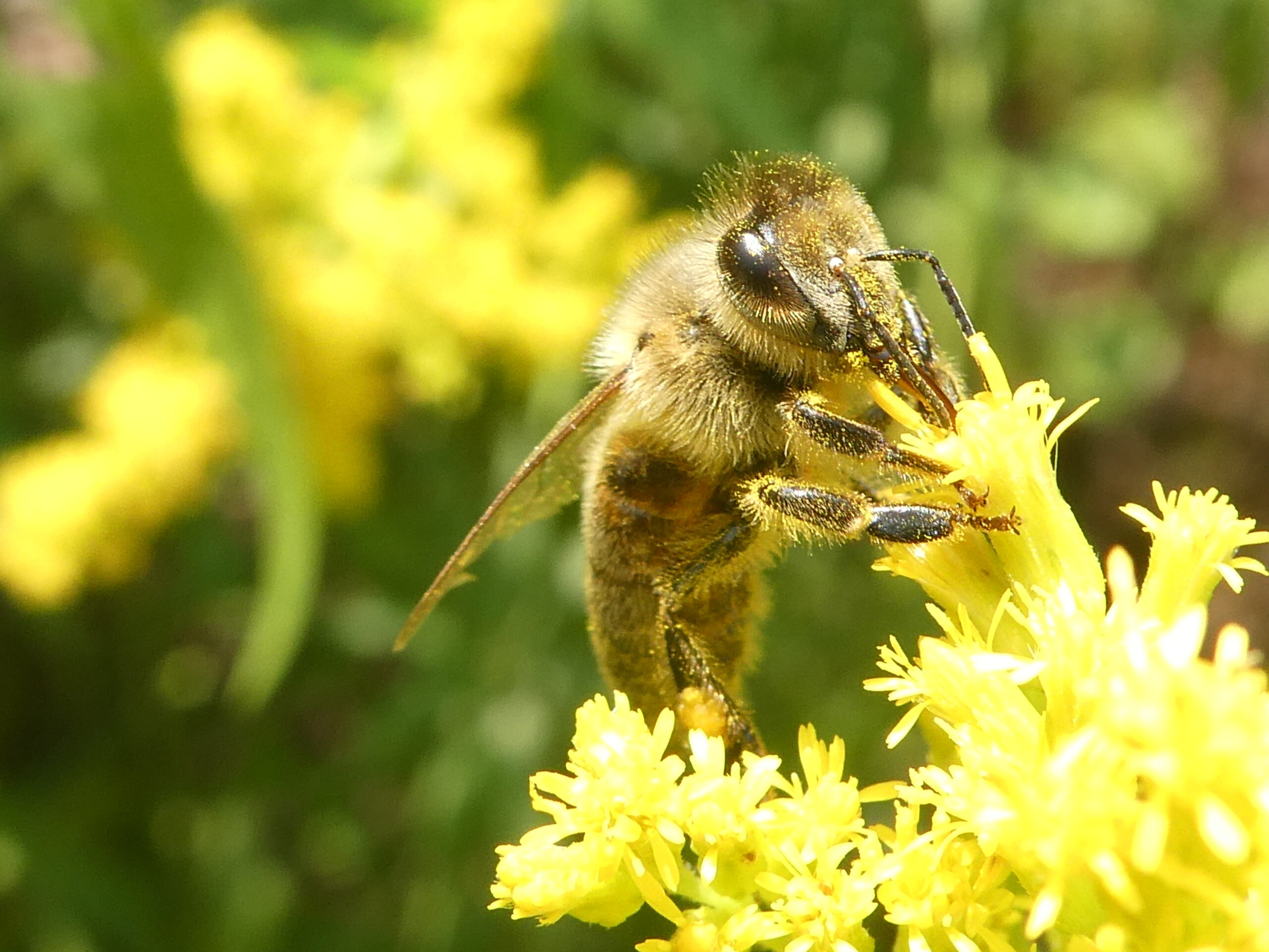 pollen (1) pollen (1)