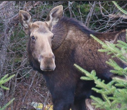 Fall2025-moose