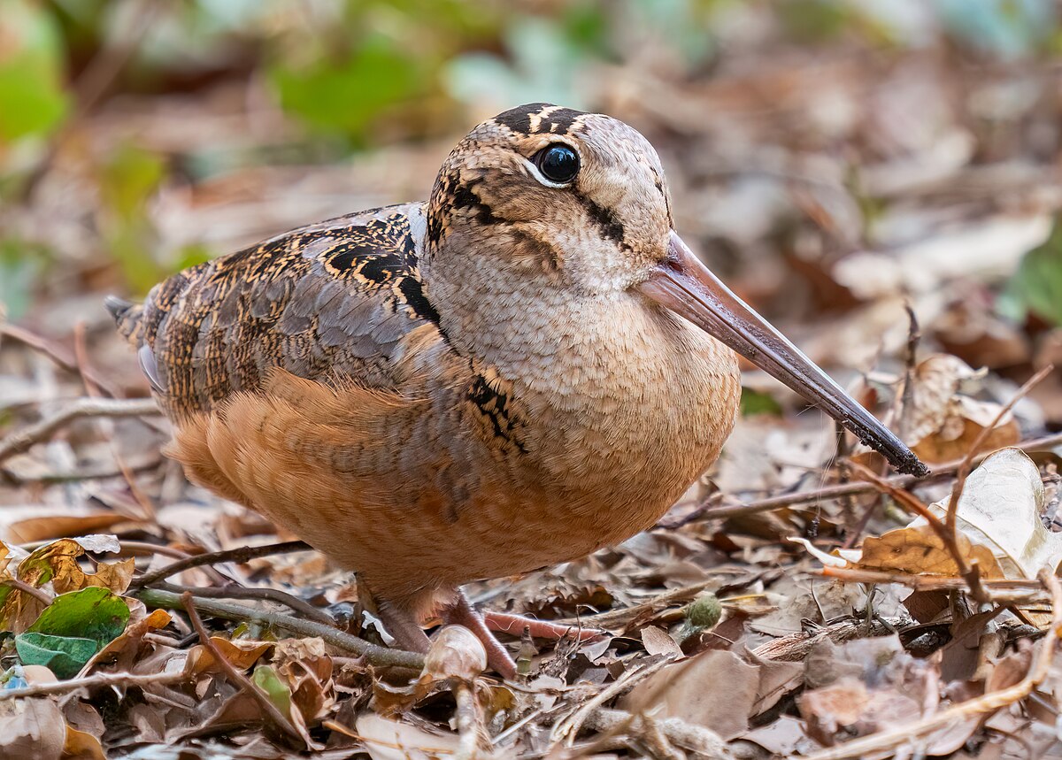 OLYMPUS DIGITAL CAMERA American Woodcock