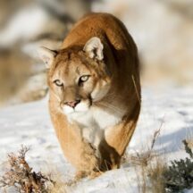 Mountain Lion