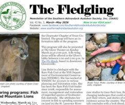 Fledgling-Spring-2026